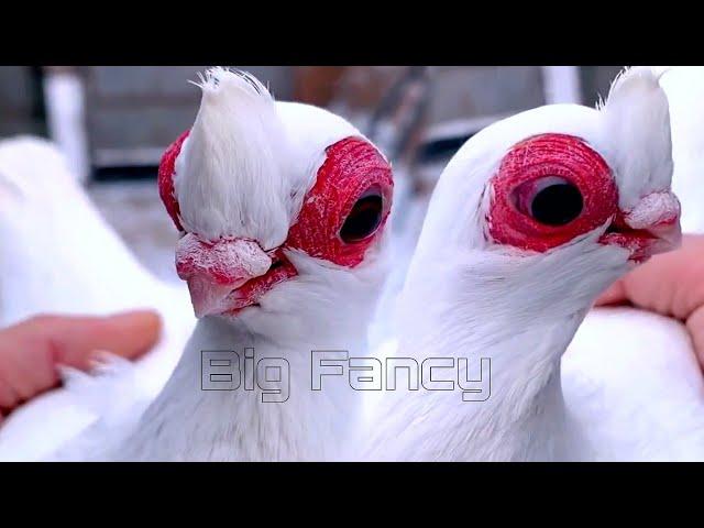 BEST and BIGGEST fancy pigeon breed in the WORLD COLLECTION! Fancy Pigeon farm & fancy pigeon video