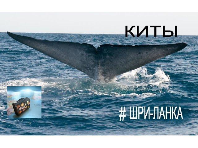 Шри-Ланка. В погоне за китами! Кит машет нам хвостом!