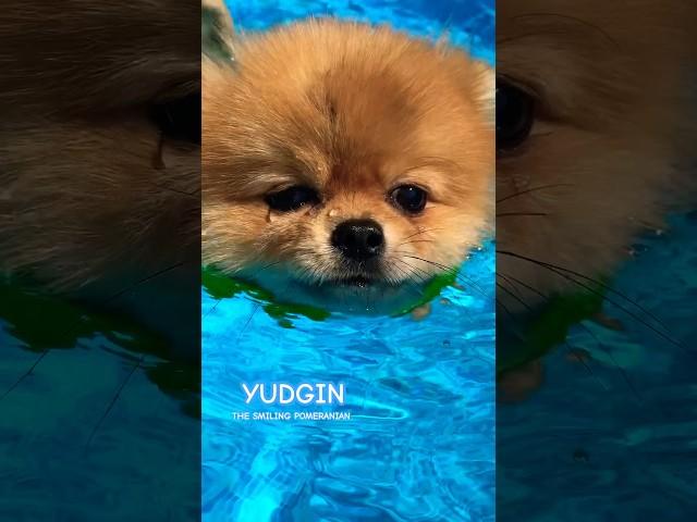 Pomeranian Dog Swimming in the Pool  #shorts #pomeranian #dog