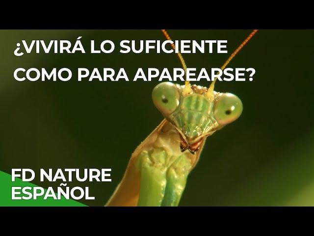 Rápido y Letal, la Velocidad de la Selva | Free Documentary Nature - Español