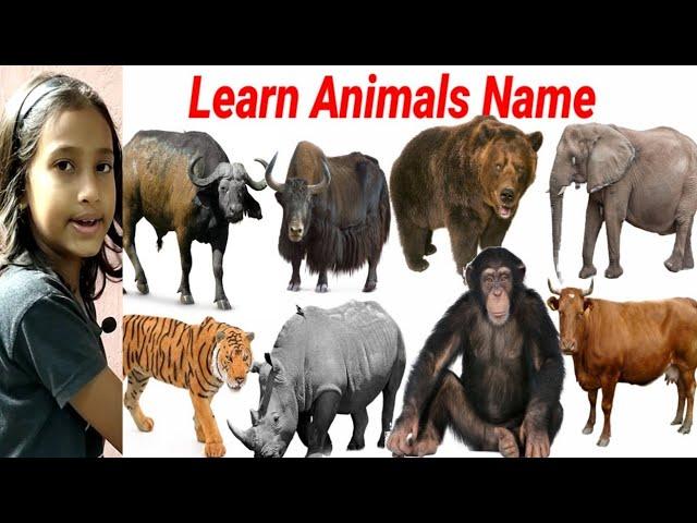 Cute Animals Video Cow, Yak, Rhino, Cat || Learn Animals Name || Animals Video || #cow cow video ||