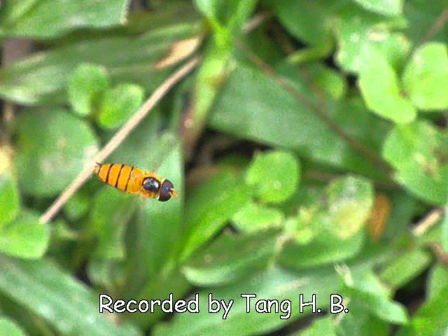 Hoverfly hovering