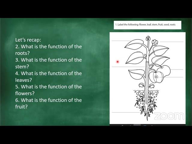 Grade 4 Natural Science 14 May 2020 Basic structure of plants