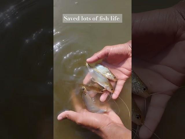 "Saving a Life: Rescuing a Stranded Fish Back to Safety!" #shorts #fish #animals #short