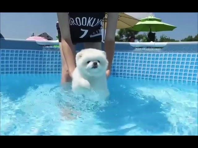 Swimming Pomeranian