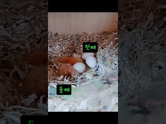 모란앵무 꼬물이들이 태어났어요            #lovebirds #parrot #앵무새 #모란앵무 #소중 #꼬물이들 #사랑스러움
