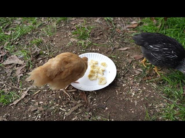 Pullets try some nanner (banana) but aren't too sure about it.