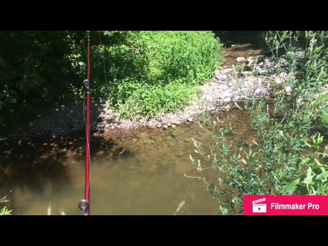 Fishing in tiny creek with Slim Jims!!