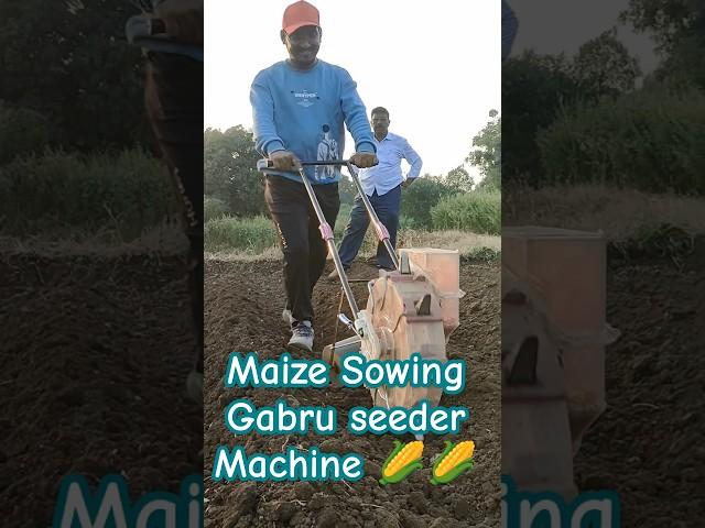 Maize Sowing (Grabu Machine )#shorts #farming #sowingseeds