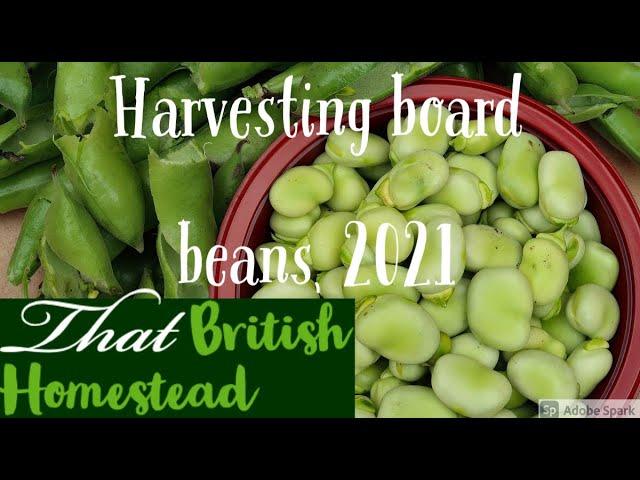 How and when to harvest broad beans for maximum success