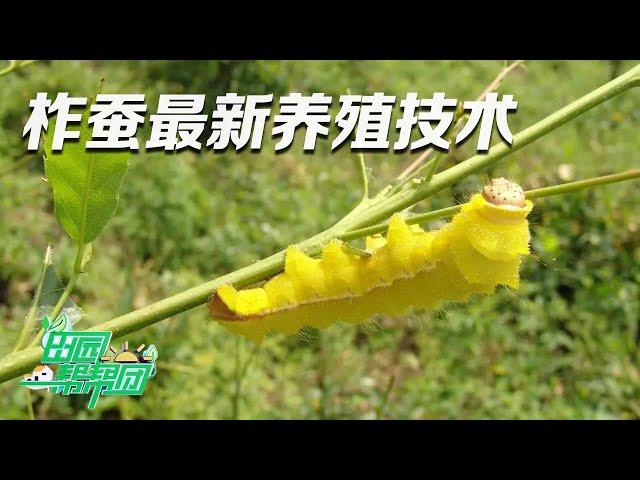 小小柞蚕也能创造财富！他养殖的蚕“生龙活虎”，竟是因为掌握了全新的科学养殖技术！丨「田园帮帮团」20230731