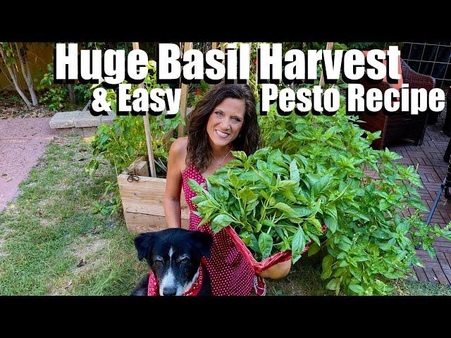 Huge Organic Basil Harvest & Easy Pesto Recipe