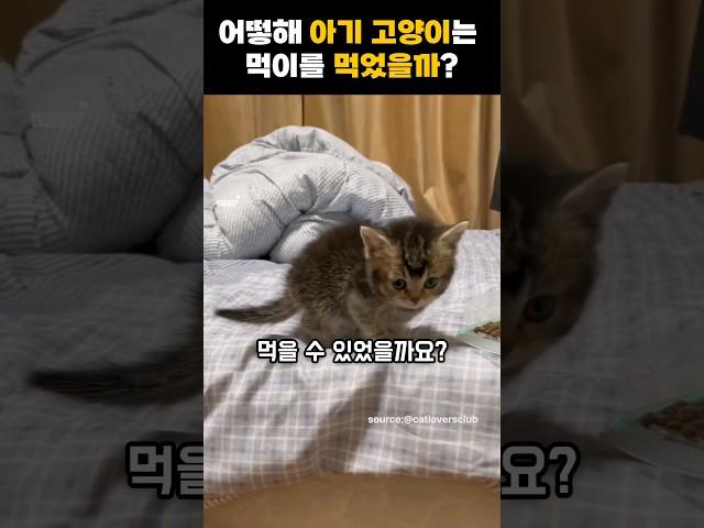 귀여운 아기 고양이의 놀라운 생존력