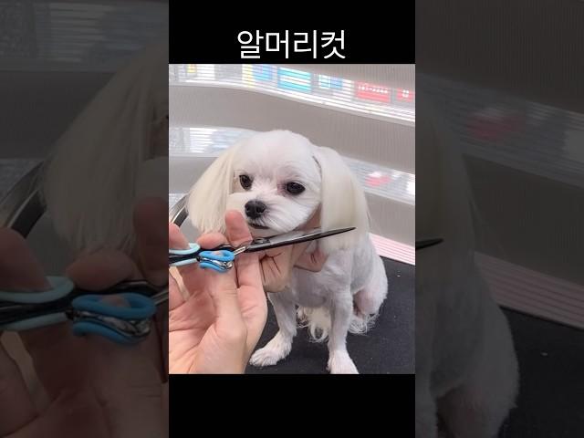 말티즈 알머리컷 완전정복 #maltese #말티즈미용