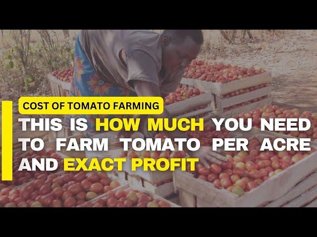 The Cost and Profit of Tomato Farming Per Acre in Kenya 2024