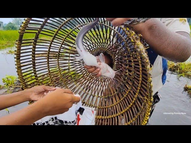 Rural Traditional Polo Fishing 2024️ গ্রামে অসাধারণ  মাছ শিকার পলো দিয়ে #fish_video #fishing