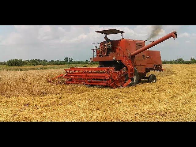 Żniwa 2019 (Bizon & Massey Ferguson & Ursus)
