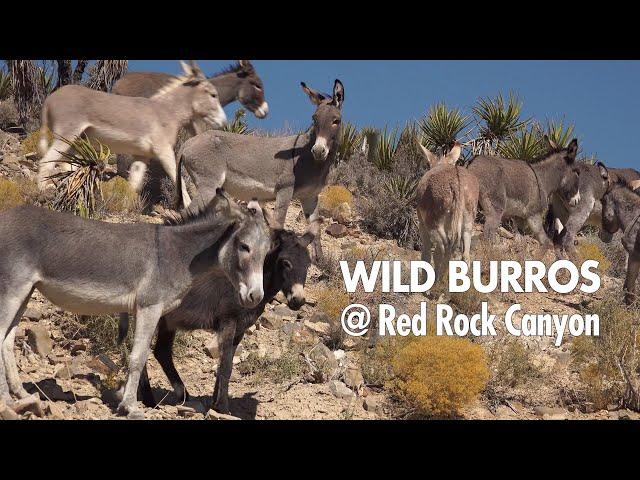 Wild Burros at Red Rock Canyon ~ Wild Horse and Burro Adoption Program