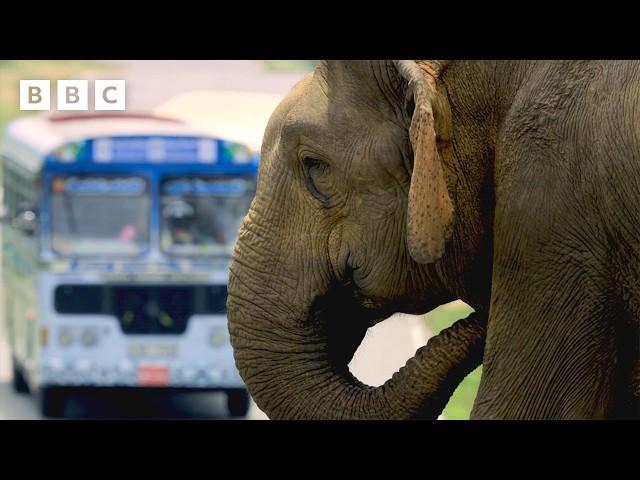 Elephant's clever trick for getting more snacks - BBC