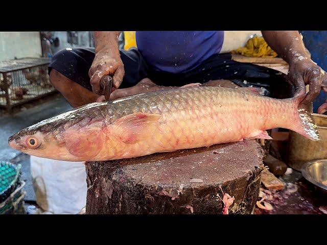 Popular Big Batta Fish Cutting Skills Live In Fish Market | Fish Cutting Skills