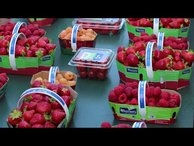 Quebec Strawberry Growing Techniques—FGNtv