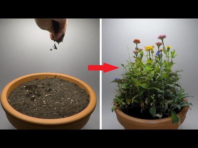 Growing Flowers Time Lapse - 47 Days