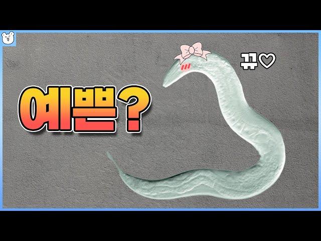 얘는 왜 이름이 예쁜꼬마선충일까?