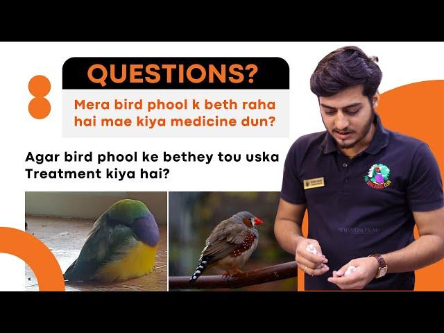 Bird phool raha hai kiya medicine dein? How to treat ill birds ?