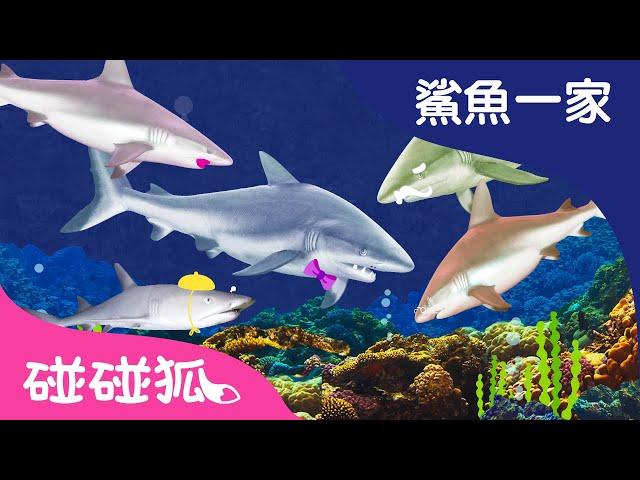 鯊魚一家來了 | 鯊魚寶寶 | #babyshark | 碰碰狐！兒童兒歌 | Baby Shark