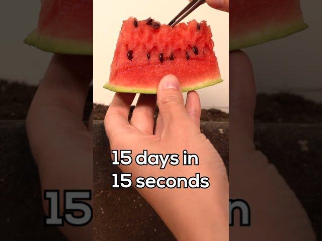 Growing Watermelon from Seed - Timelapse #shorts