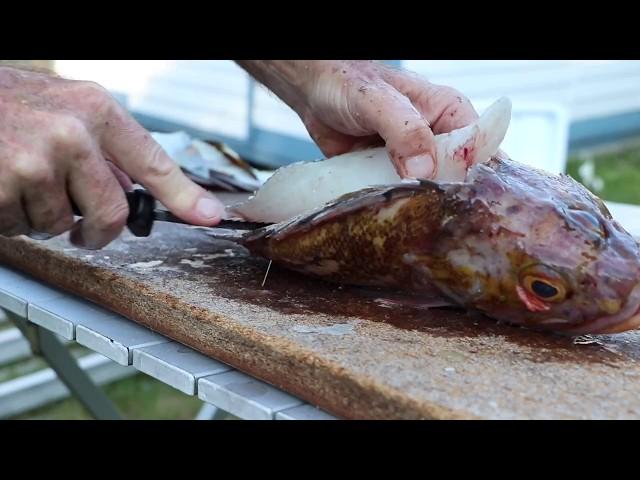 Rock Cod Cleaning and Filleting