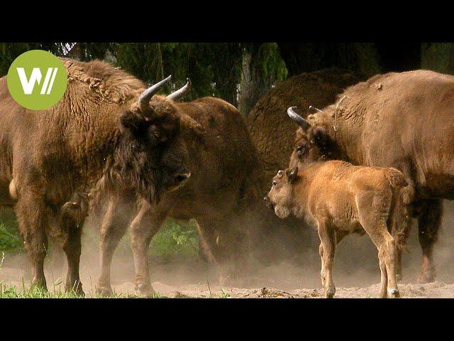 Bialowieza - Heimat der letzten Wisente | Europas Urwälder, Folge 3