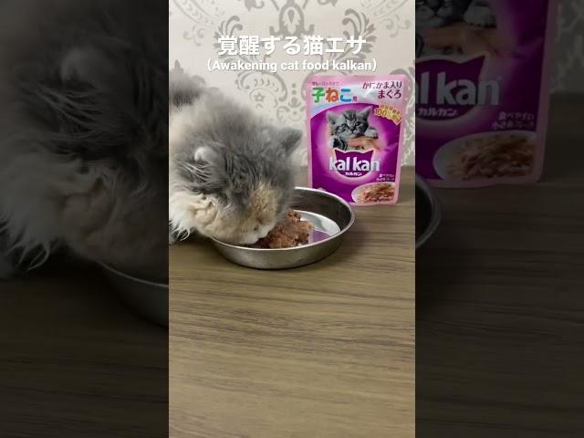 Amazonで購入覚醒する猫エサ(Scottish fold responds to cat food purchased on Amazon) #猫 #子猫 #スコティッシュフォールド