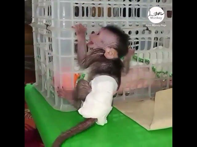 God Help ! Poor 120g baby Monkey Cry and Cry Trying to Get into the Cage