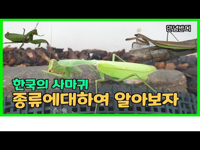 한국의 사마귀 종류에 대하여 알아보자[붉은긴가슴넓적배사마귀]