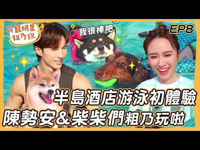 [SUB] EP8 陳勢安 柴犬姊妹花 游泳初體驗！ 呵喜大秀泳技 Sandy直呼戀愛啦！狗狗半島酒店 私廚料理 超享受旅行【 萌寵明星粗乃玩 】@andrewt0604