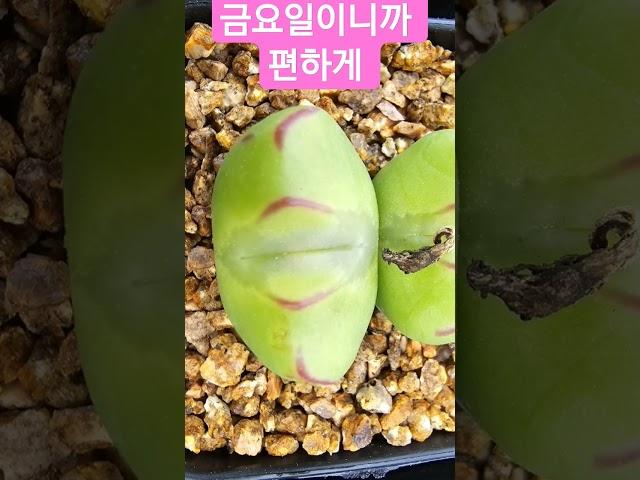 5월3일 금요일  열일곱번째 방송하는날 은미진다육 놀이터에 놀러오세요 알랍 ️~#은미진다육 TV#OK 플랜츠코노월드