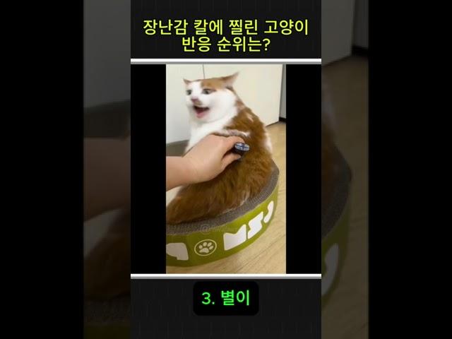 장난감 칼에 찔린 냥냥이 반응 영상 순위는? #고양이 #귀여운 #동물 #재밌는영상 #다시보기 #즐거운