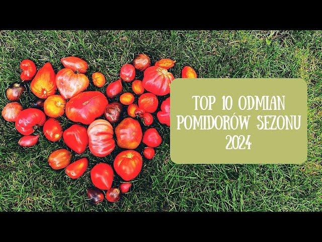 TOP 10 odmian pomidorów z sezonu 2024