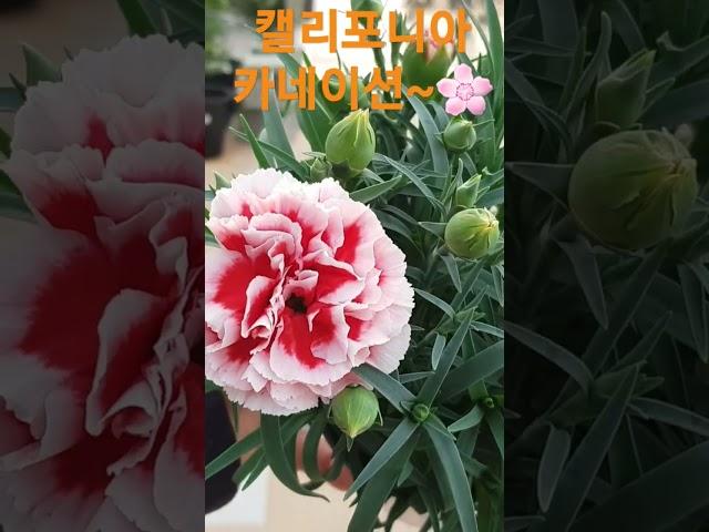 헬로우가든마켓  향 카네이션 캘리포니아카네이션