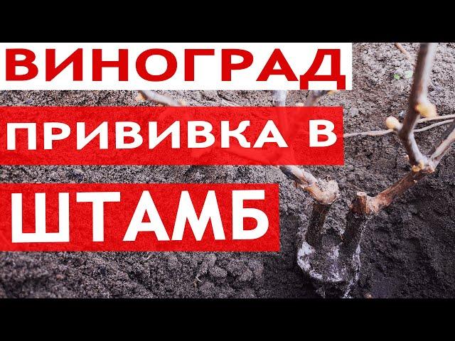 Прививка винограда в штамб || Сроки, Время Прививки Винограда Весной || Лучший способ прививки