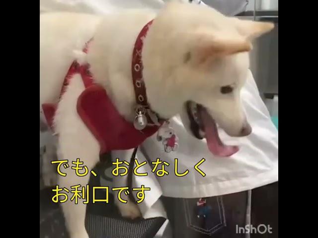 ある日の柴犬こゆきとこまち