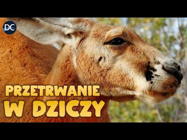 Przetrwanie w Dziczy: Sekretne Życie Torbaczy | Dokument o życiu dzikich zwierząt | Lektor PL