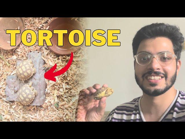 African Sulcata Tortoise ky baby agay ️  #tortoise #sulcatatortoise #petsvlog #pets