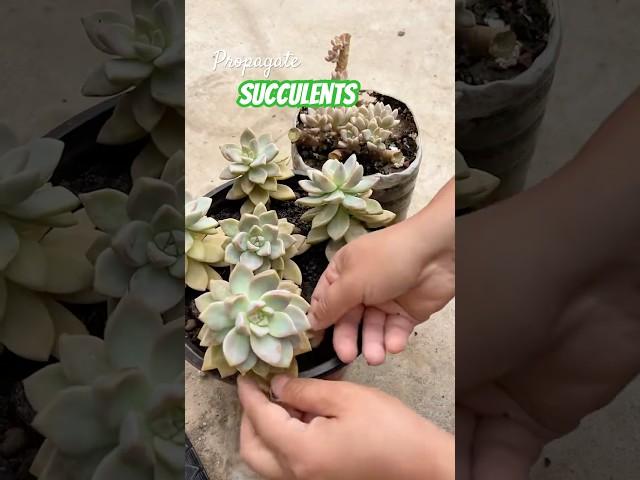 Beginner's Succulent Care: How to Propagate Succulent Plants