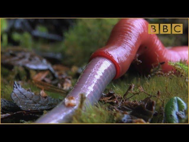 Monster leech swallows giant worm - Wonders of the Monsoon: Episode 4 - BBC