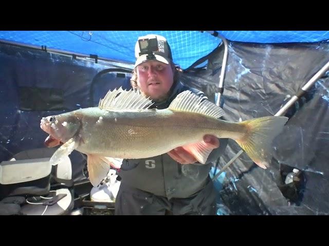 Early Ice 30" Inch Greenback On Frostbite Gear! Kingsland Outfitting