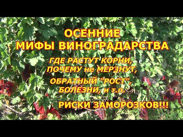 ОСЕННИЕ МИФЫ в ВИНОГРАДАРСТВЕ: КОРНИ ВЫМЕРЗАЮТ, ОБРАТНЫЙ "РОСТ" и т. д. РИСКИ ЗАМОРОЗКОВ