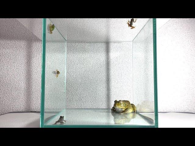 4 little frogs / Pacman frog , African bullfrog【LIVE FEEDING】