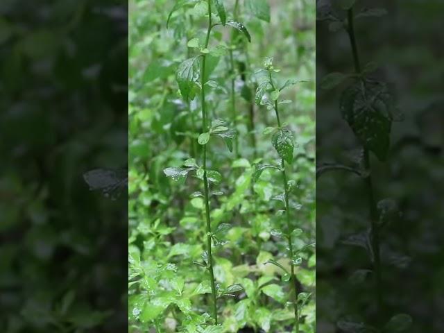 #비소리 #비소리asmr #rain #asmr  #rainsounds #백색소음 #수면유도 #relaxing